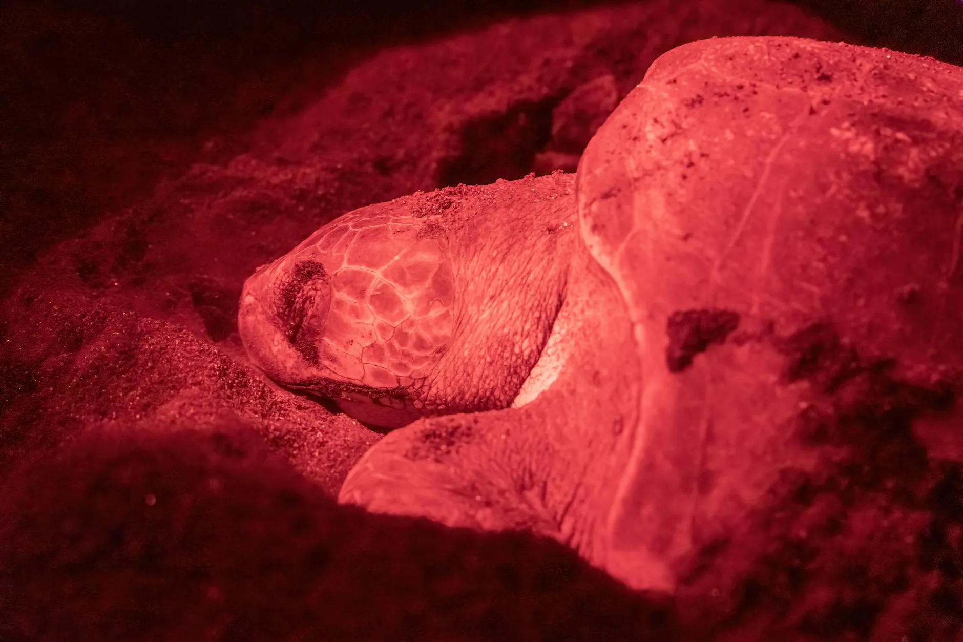 Et les tortues marines ?