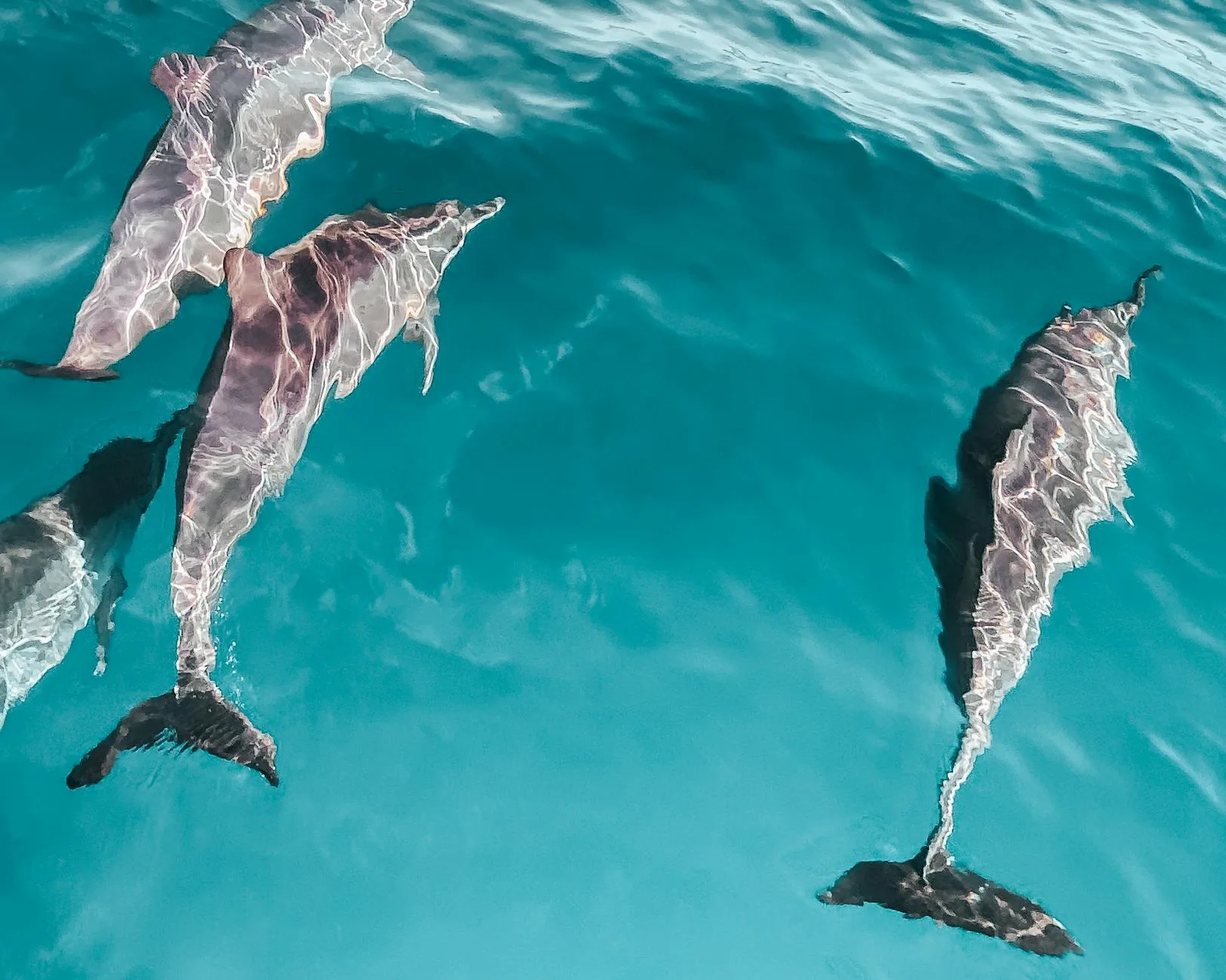 Les dauphins en nage libre : une expérience unique