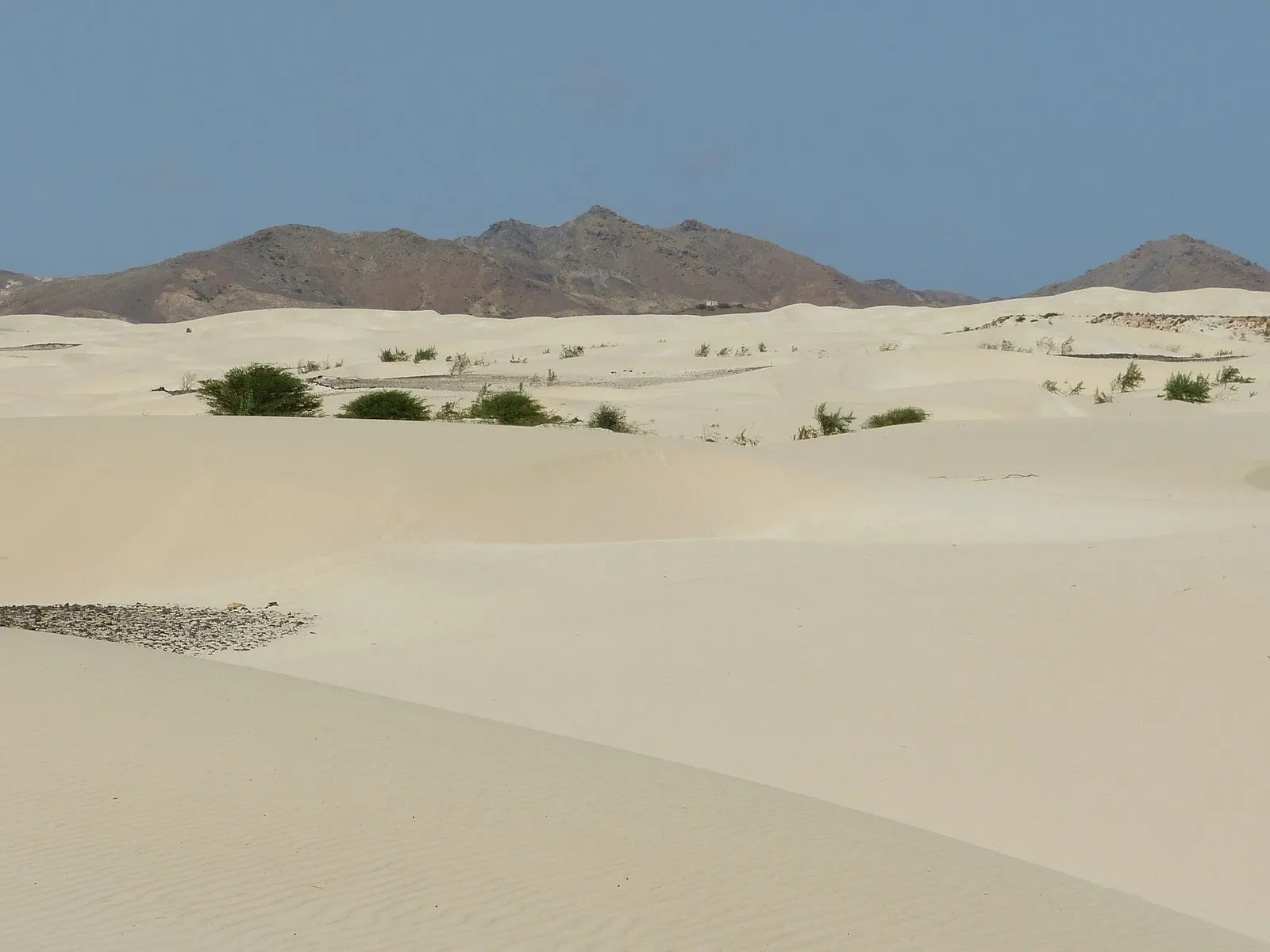 Dunes de sable clair parsemées de buissons verts, avec des montagnes rocheuses brunes à l'horizon sous un ciel bleu