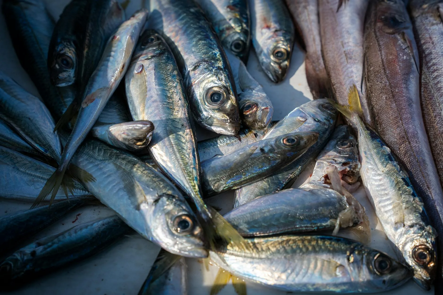 Les restaurants de poisson et fruits de mer