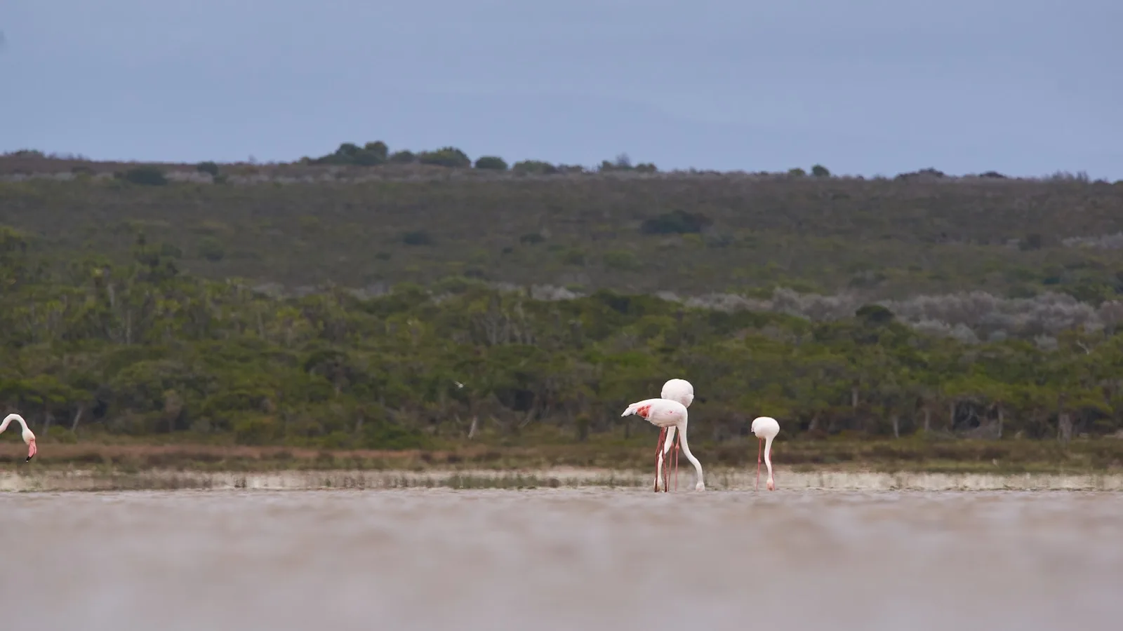 Les Salines — flamants et paysage de sel